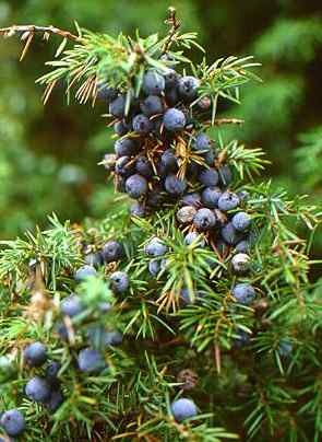 [Juniperuscommunis4.jpg]