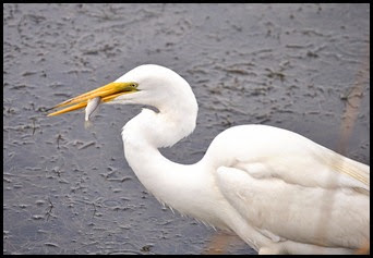 03a7f - Causeway- Gator crossing - Great White Egret