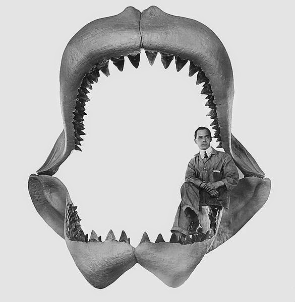 Misteri Nel Mondo Ufficiali Il Megalodonte Vive Ancora Nelle 