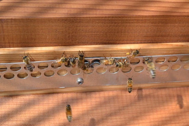 [Bees%2520at%2520entrance%2520with%2520pollen%255B2%255D.jpg]