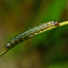 Unidentified leaf roller moth caterpillar