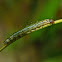 Unidentified leaf roller moth caterpillar