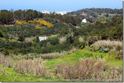 7746 La Laguna-Barranco del Laurel(Moya) 7746 La Laguna-Barranco del Laurel(Moya)