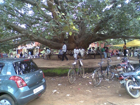 banyan tree