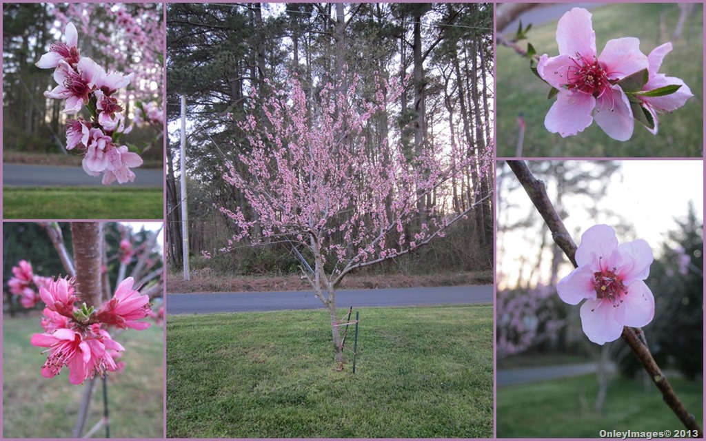 [peach-blossoms-collage%255B4%255D.jpg]
