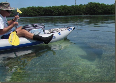 kayaking nurse shark