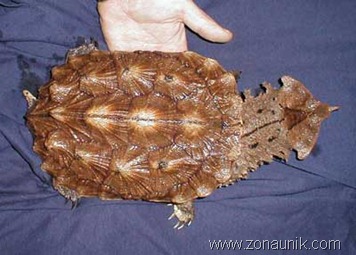 Investigates-Turtle-Chelus-Fimbriatus Investigates-Turtle-Chelus-Fimbriatus