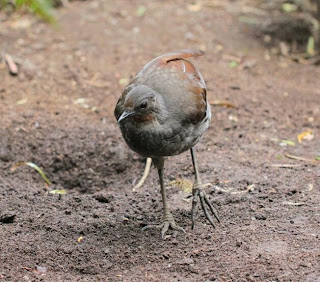 http://www.timkicau.com/ lyrebird