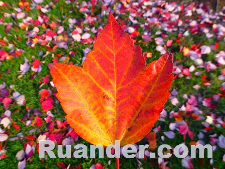 Fall Color 7 Ruander