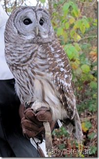 Non-releasable Barred Owl