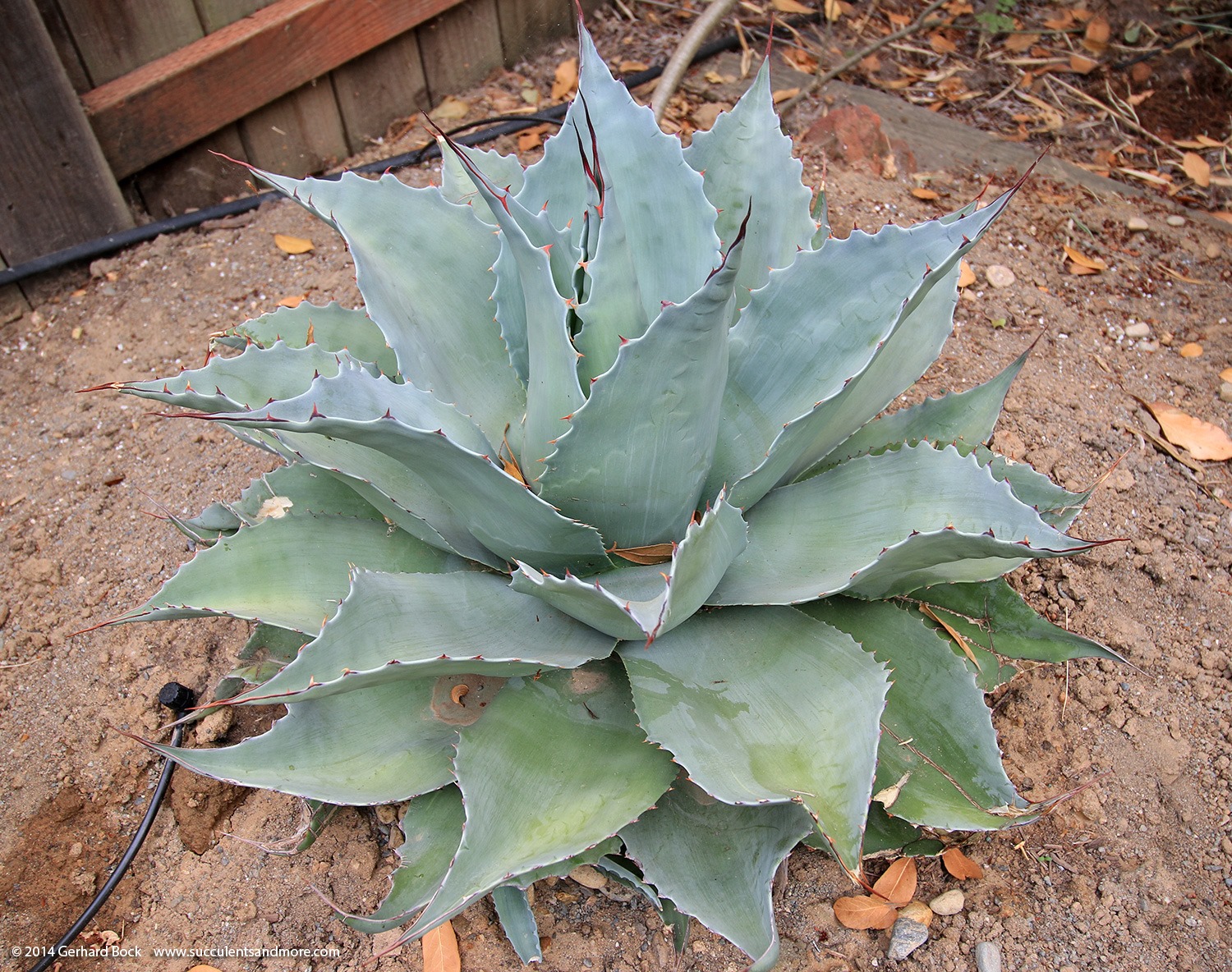 [140625_Agave-ovatifolia-Vanzie_002%255B3%255D.jpg]