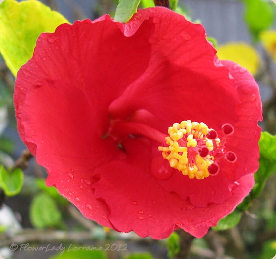 07-06-hibiscus3
