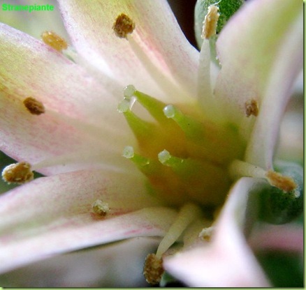 Graptoveria cultivar Silver Star Graptopetalum filiferum X E. agavoides