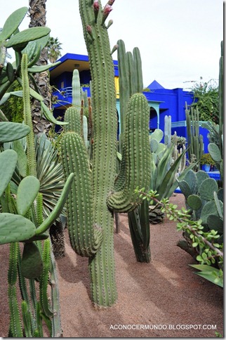 Jardín Majorelle-DSC_0394