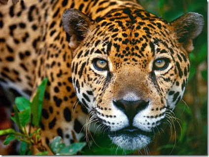 foto de jaguar