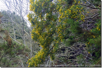 072 El Cedro-Hermigua(Gacia) 072 El Cedro-Hermigua(Gacia)