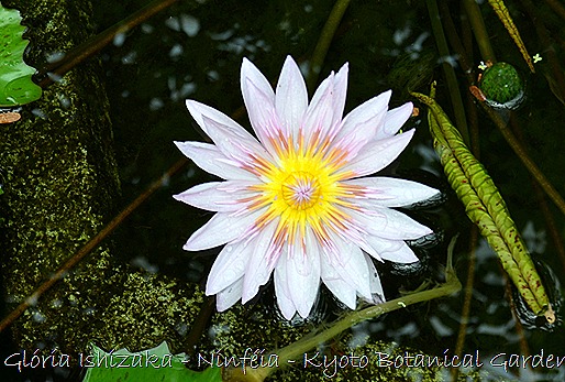 Glória Ishizaka - Ninféia -  Kyoto Botanical Garden 2012 - 7