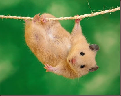 Amazing Animals Pictures Hamster (10)