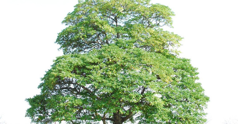 アトピーと椿油 トイレのうず ブログ