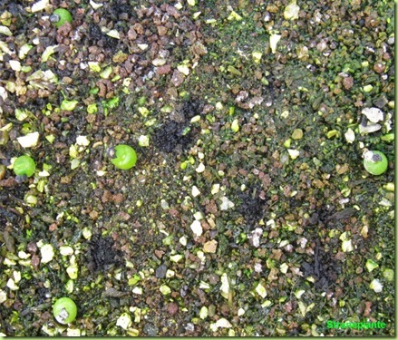 Ariocarpus furfuraceus Matehuala - SLP-2011-02-13_00017IMG_5895