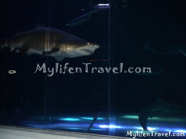 [Shark-Aquarium-043.jpg]