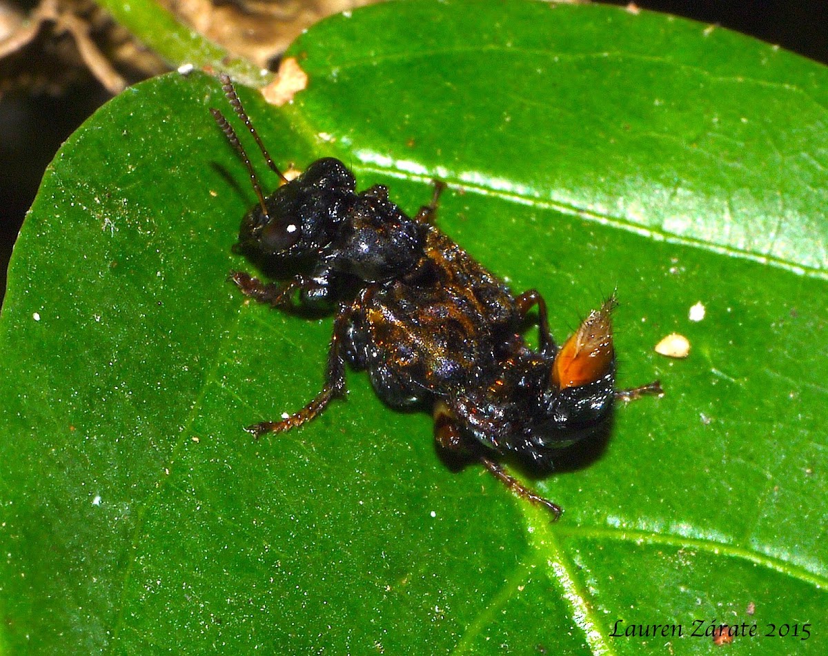 Transvestite Rove Beetle