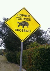 gopher turtle crossing on Sanibel