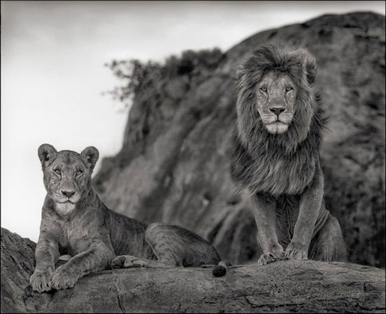 Lion-Couple-Nick-Brandt