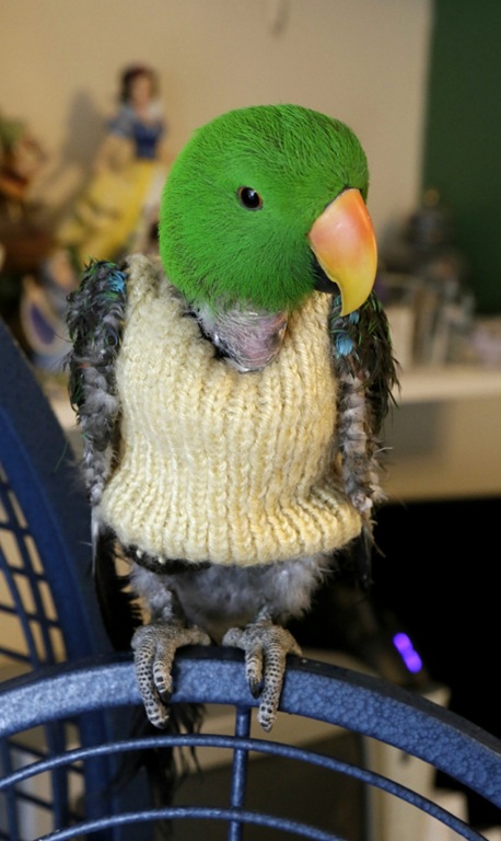 [bird%2520jumper%252011%252003%252013%255B4%255D.jpg]