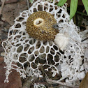 Tropical Stinghorn Mushroom
