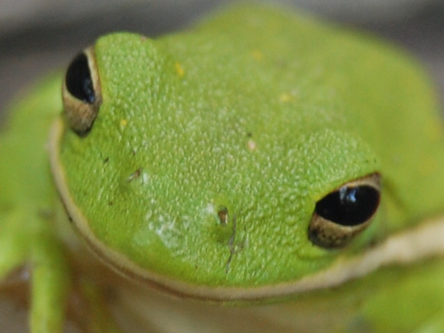 Green Tree Frog (American)