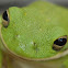 Green Tree Frog (American)