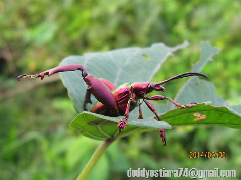 Kumbang Kaki Kodok – Sagra sp.