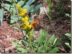 IMG_3852-Flower, butterflies and insect