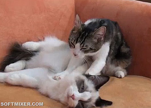 cat_massage