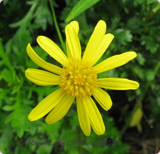 06-04-bush-daisy