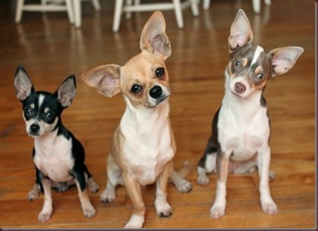 Amazing Animals Pictures Chihuahua (3)