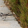white Wagtail