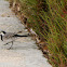 white Wagtail