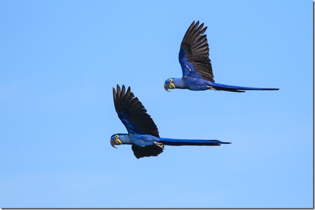 Hyacinth_Macaw_flight-1