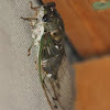 Scissors Grinder Cicada