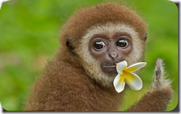 animales con flor (1)