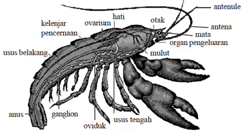 Mengenal filum Arthropoda  lengkap Kumpulan Artikel Biologi