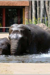 Elephant Puzzle poster 2