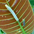 Oleander Hawk-moth  caterpillar