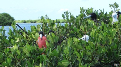 Barbuda_Fregattvögel_II