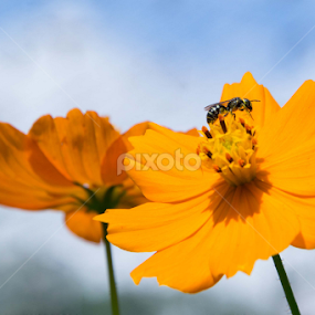 Life is Beautiful by Christian Lukman - Flowers Flowers in the Wild