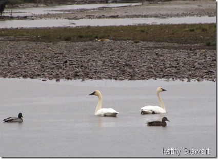 Swans in the rain