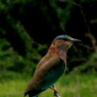 Indian Roller or Blue Jay