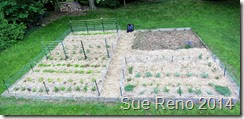 Vegetable garden in progress, image 4, by Sue Reno